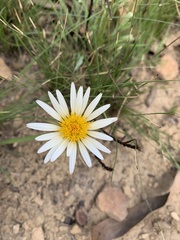 Berkheya zeyheri