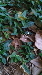 Pseuderanthemum variabile