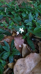 Pseuderanthemum variabile