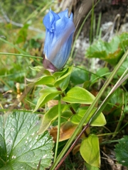 Gentiana platypetala