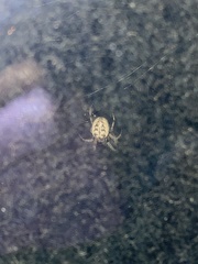 Larinioides cornutus