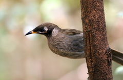 Bolemoreus frenatus
