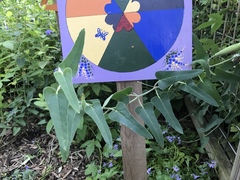 Oxypetalum coeruleum