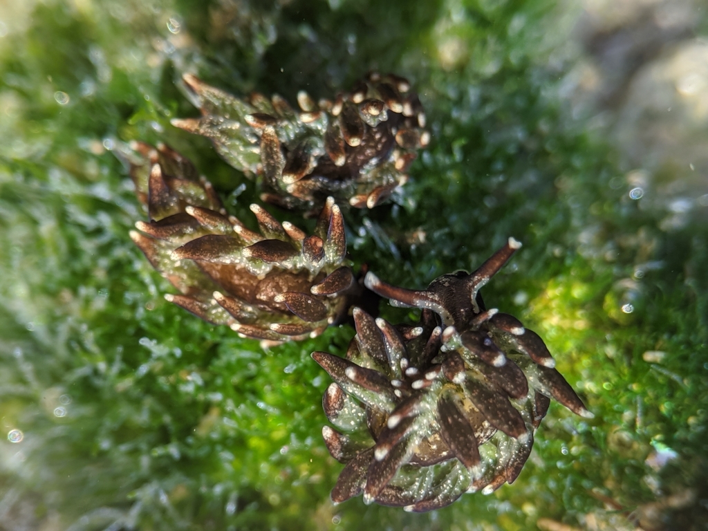 Enteromorpha-eating Sapsucker
