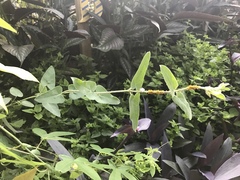 Oxypetalum coeruleum