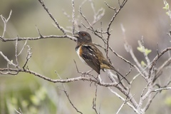 Pipilo maculatus socorroensis