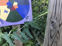 Oxypetalum coeruleum