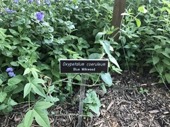 Oxypetalum coeruleum