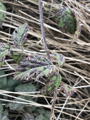 Cercospora hydrangeae