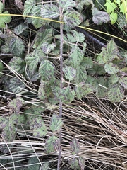 Cercospora hydrangeae