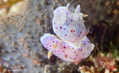 Goniobranchus thompsoni