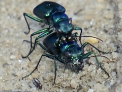 Cicindela nigrior