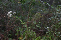 Image of Ageratina aromatica