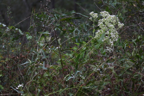 Ageratina aromatica image
