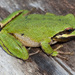 Sierran Tree Frog - Photo (c) Natalie McNear, some rights reserved (CC BY-NC)