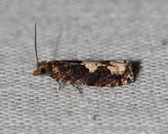 Epinotia trigonella