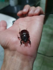 Scarabaeidae