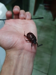 Scarabaeidae