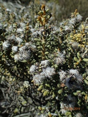 Olearia cymbifolia