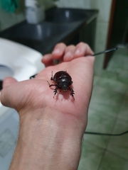 Scarabaeidae