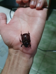 Scarabaeidae