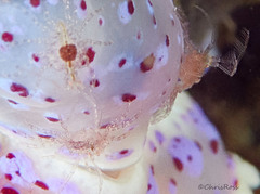 Goniobranchus thompsoni