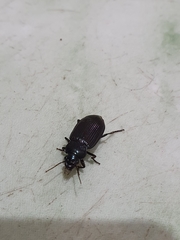 Carabidae