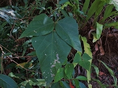 Rhynchosia acuminatissima