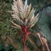 Aechmea dactylina - Photo (c) Howard Laidlaw, some rights reserved (CC BY-NC), uploaded by Howard Laidlaw