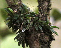 Bulbophyllum macphersonii