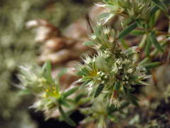 Paronychia argyrocoma