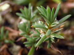 Paronychia argyrocoma