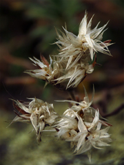 Paronychia argyrocoma