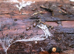 Oxypselaphus obscurus