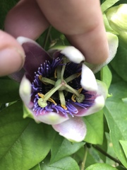 Passiflora alata × caerulea
