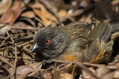 Pipilo maculatus socorroensis