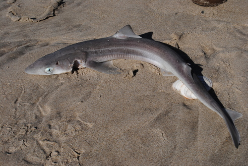 Spiny Dogfish photographed in New York