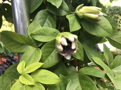 Passiflora alata × caerulea