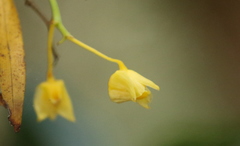 Dendrobium agrostophyllum