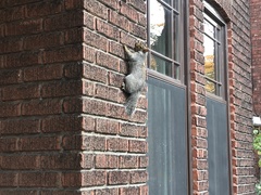 Sciurus carolinensis