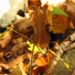 Zizia trifoliata