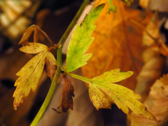 Zizia trifoliata