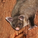 Yellow-bellied Glider - Photo (c) Michael Mcmaster, some rights reserved (CC BY-NC), uploaded by Michael Mcmaster
