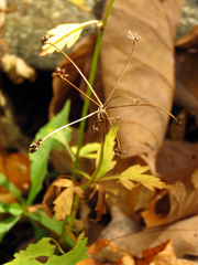 Zizia trifoliata