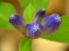 Gentiana austromontana