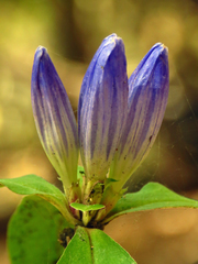 Gentiana austromontana