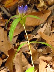 Gentiana austromontana
