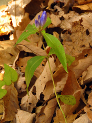 Gentiana austromontana