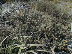 Olearia cymbifolia