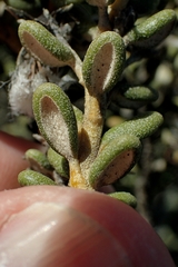 Olearia cymbifolia